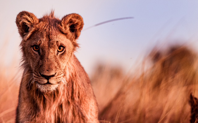 Machaba Kiri Camp October Sightings Young Lion Machaba Kiri Camp October Sightings Young Lion