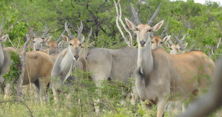 Machaba Verneys Camp Wildlife Sightings February 2026 Massive Herd Of Eland Antelope