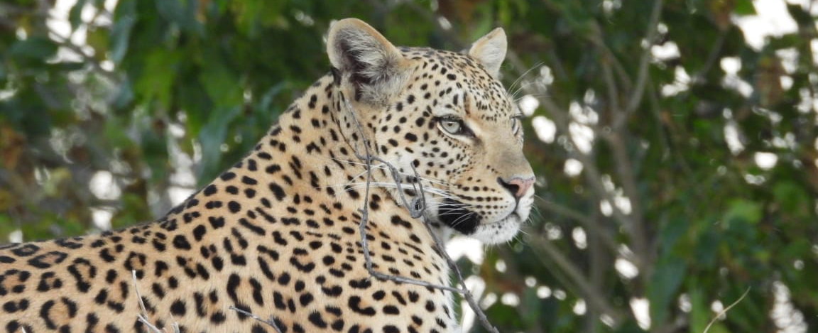 Machaba Kiri Camp Wildlife Sightings June 2026 Leopard Perched On Branch