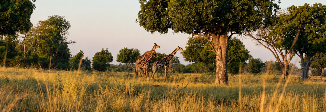 Machaba Verneys Camp Wildlife Sightings June 2026 Banner Giraffe Pair Machaba Verneys Camp Wildlife Sightings June 2026 Banner Giraffe Pair