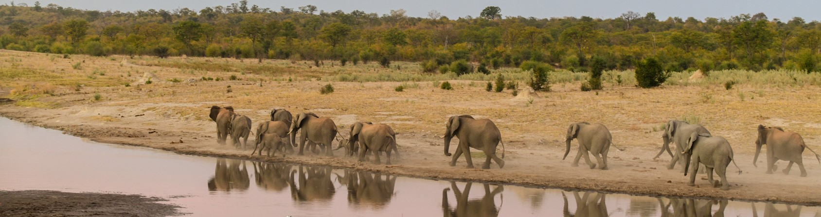 Machab Safaris Zimbabwe Deteema Banner Elephants Machab Safaris Zimbabwe Deteema Banner Elephants