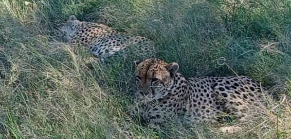 Machaba Verneys Camp Wildlife Sightings April 2026 Cheetahs In Hwange National Park Machaba Verneys Camp Wildlife Sightings April 2026 Cheetahs In Hwange National Park
