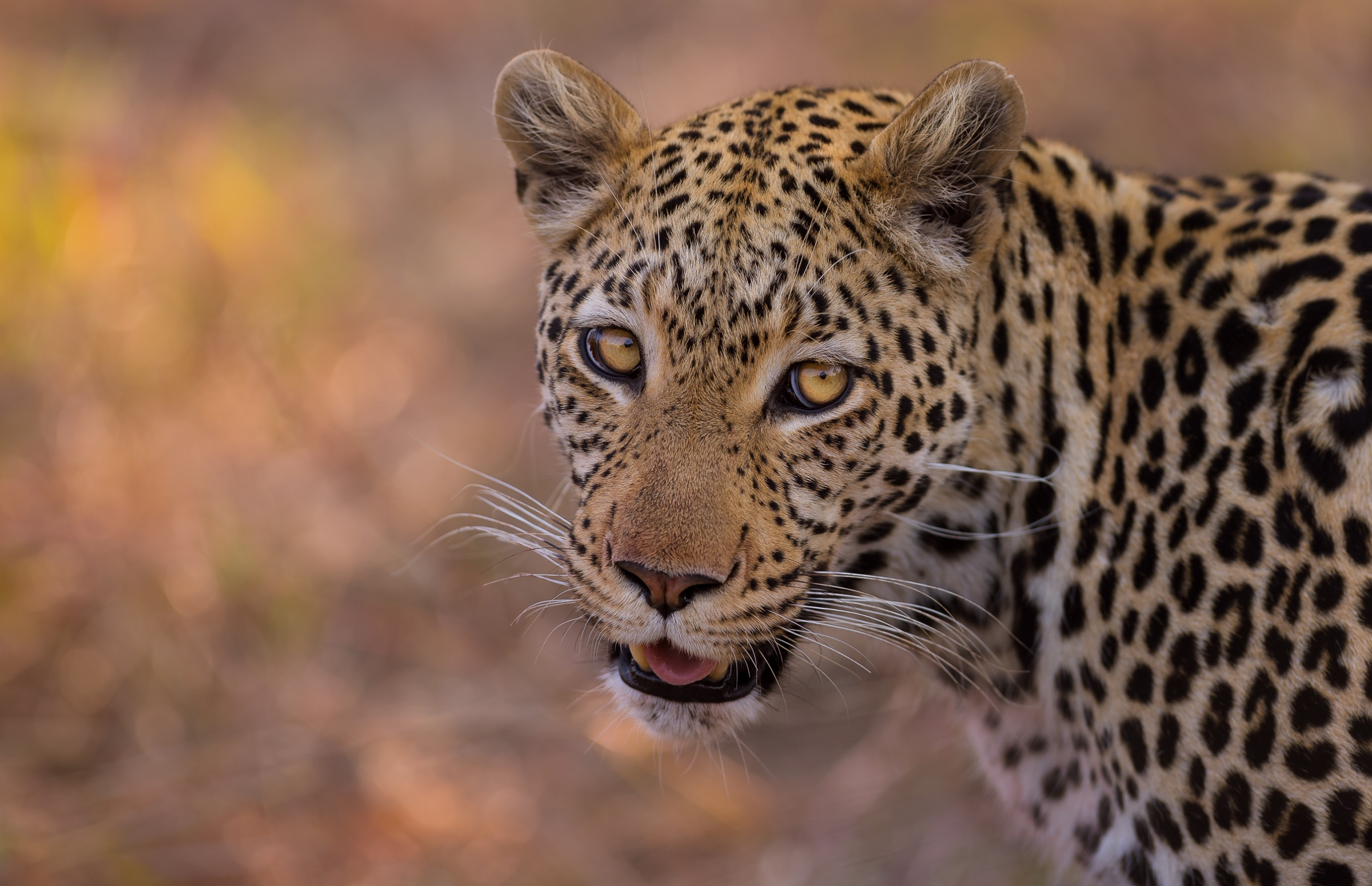 Machaba Camp | Sightings May 2020 | Machaba Safaris