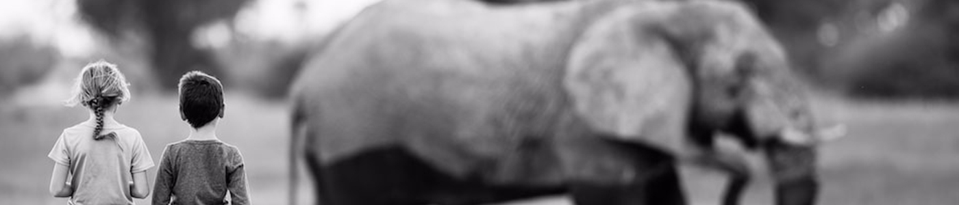 On Safari Nala Banner On Safari Nala Banner