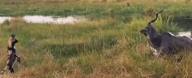 Machaba Machaba Camp Wildlife Sightings August 2025 Wild Dog Hunt Machaba Machaba Camp Wildlife Sightings August 2025 Wild Dog Hunt
