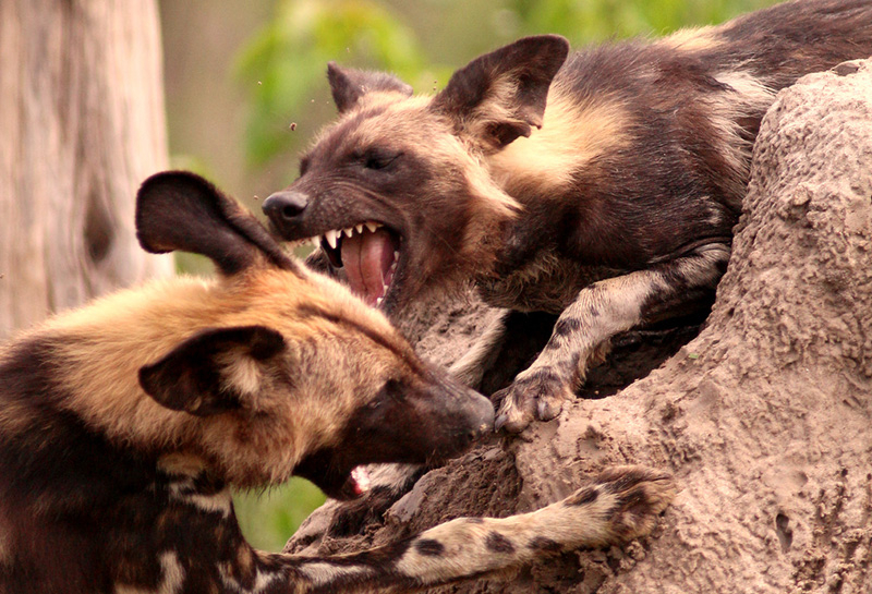Machaba Botswana Okavango Delta Gomoti Plains Camp Wild Dogs 3 Sightings February 2018 Machaba Botswana Okavango Delta Gomoti Plains Camp Wild Dogs 3 Sightings February 2018