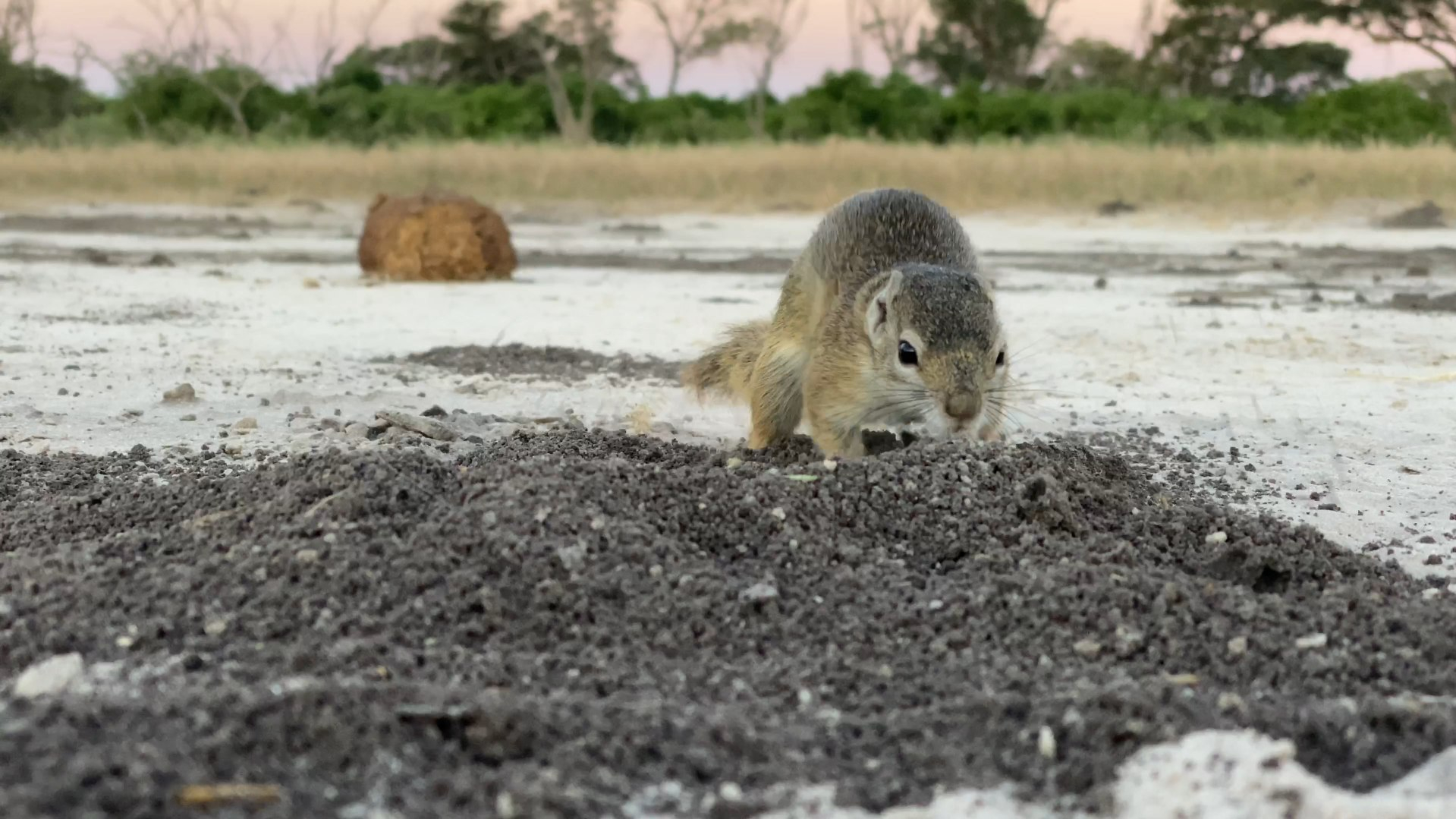 Machaba Botswana On Safari Nala Squirrel Banner Machaba Botswana On Safari Nala Squirrel Banner