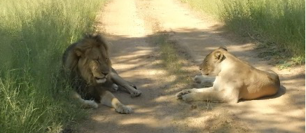 Machaba Monachira Camp Wildlife Sightings February 2026 Two Lions Resting On The Road