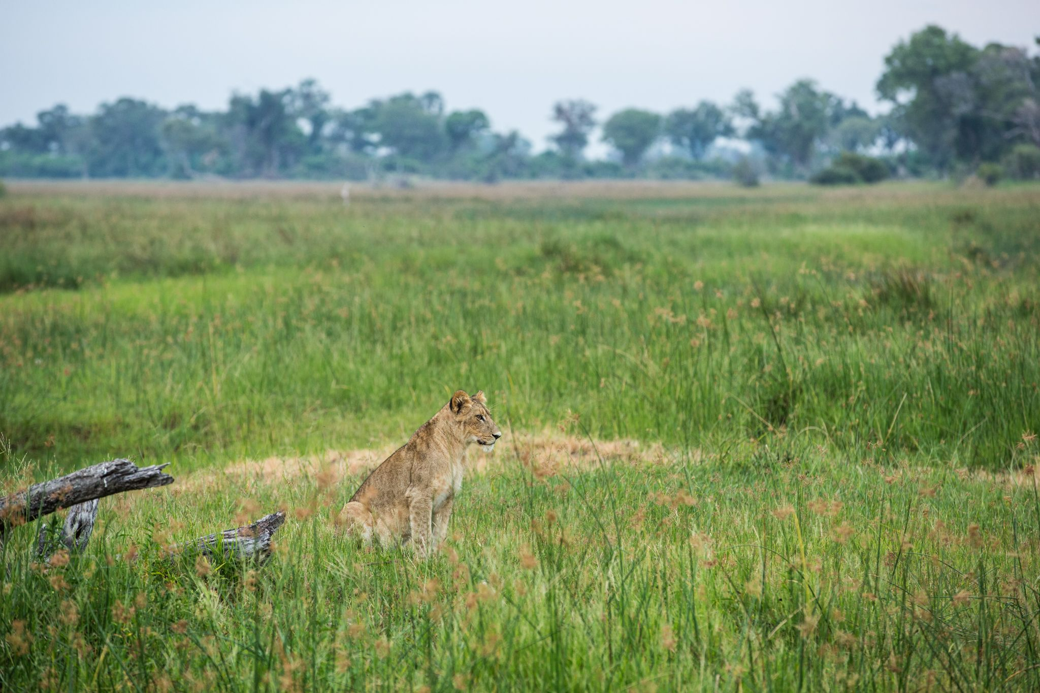 Machaba Deteema Accommodation Lodge Mvr 045
