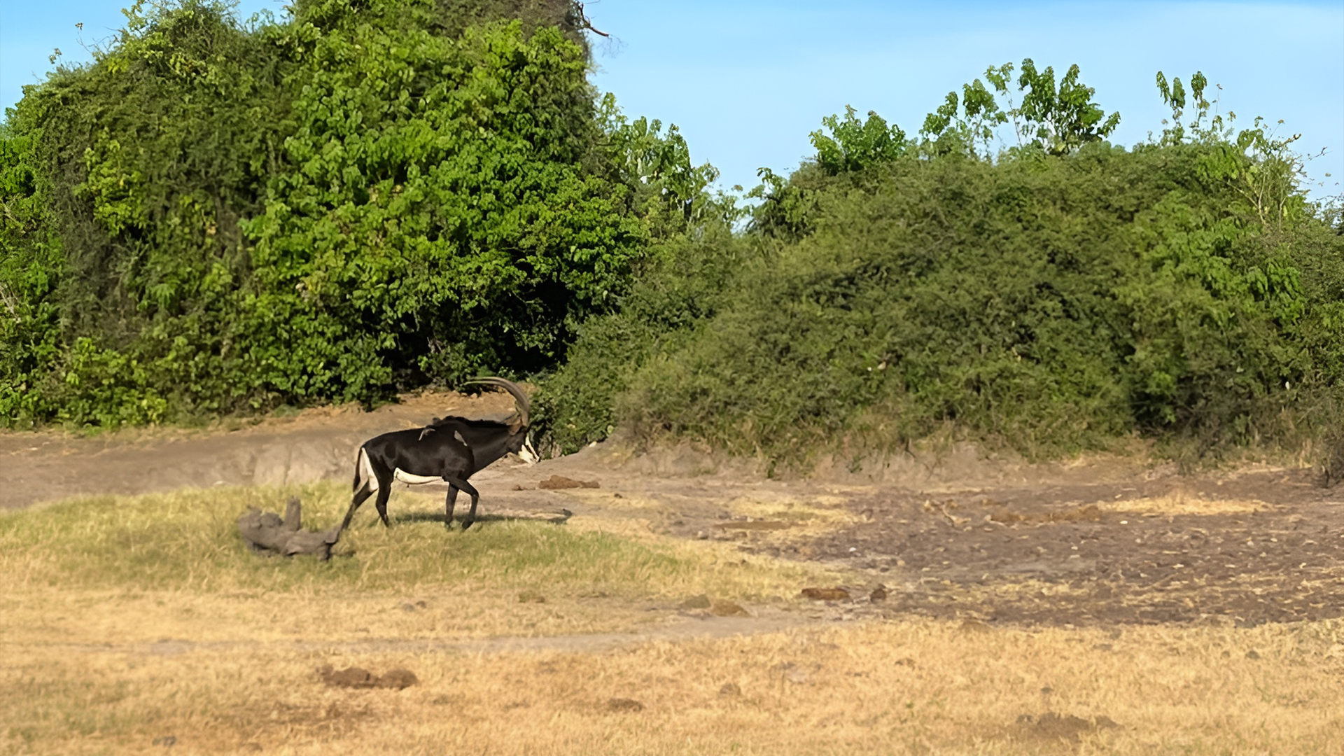 botswana-ngoma-safari-lodge-wildlife-stories-march-2023