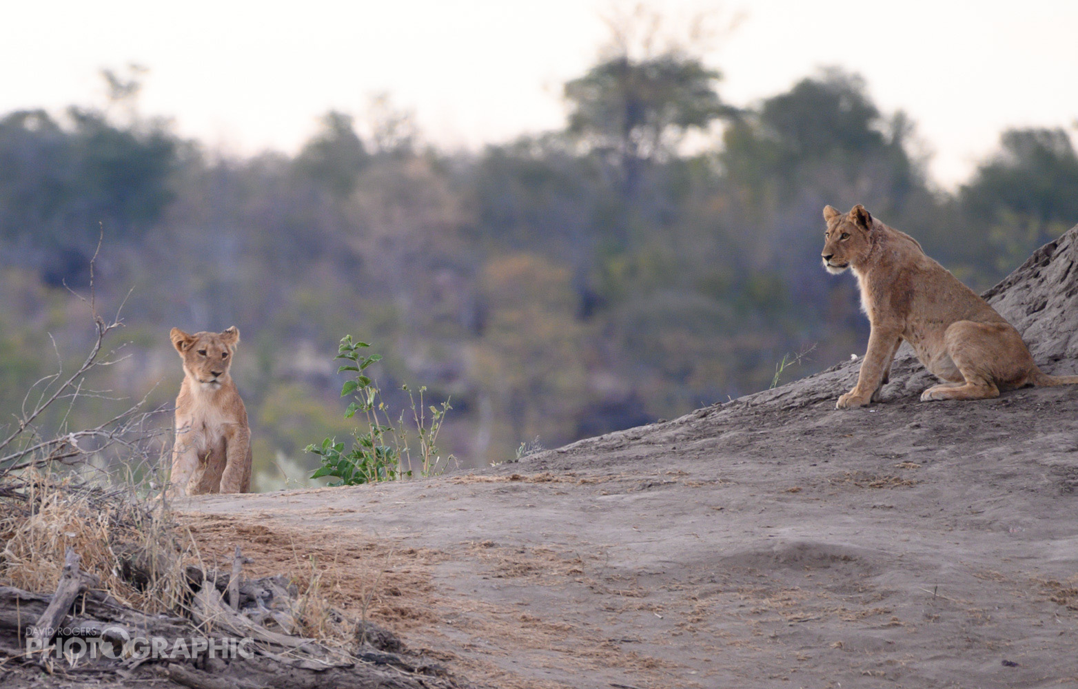 Machaba Deteema Springs Wildlife Sighting Lion Cubs Explore Machaba Deteema Springs Wildlife Sighting Lion Cubs Explore