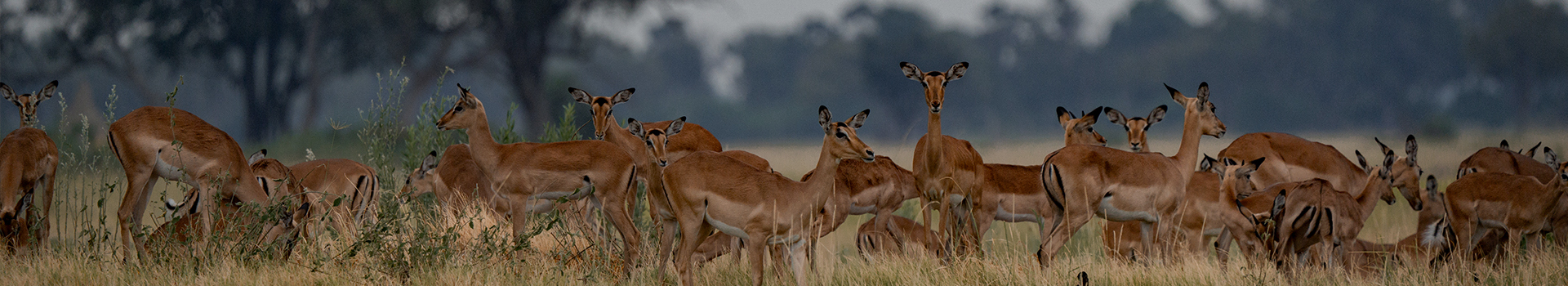 Machaba Web Cta Impala 01 Machaba Web Cta Impala 01