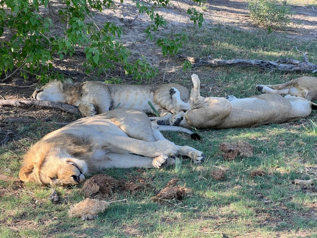 Machaba Gomoti Plains Camp November Sightings Lion Pride Banner Machaba Gomoti Plains Camp November Sightings Lion Pride Banner