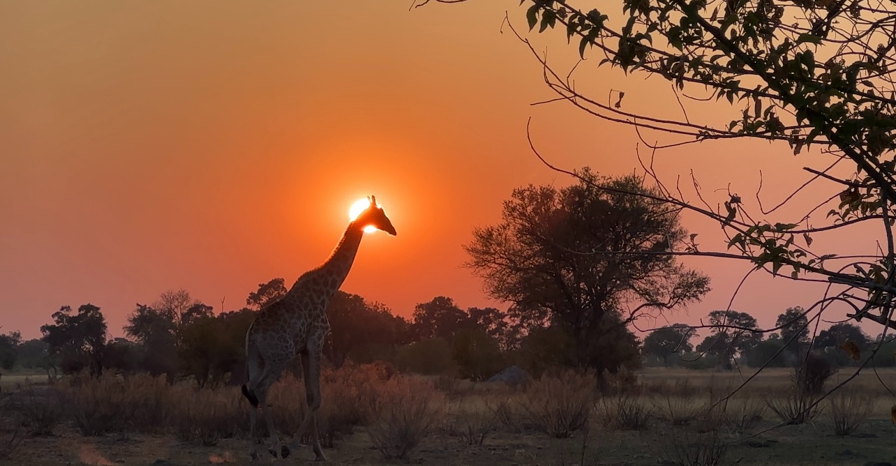 Machaba Safaris Okavango Delta Kiri Camp Willdife Sightings Giraffe Sunset Machaba Safaris Okavango Delta Kiri Camp Willdife Sightings Giraffe Sunset