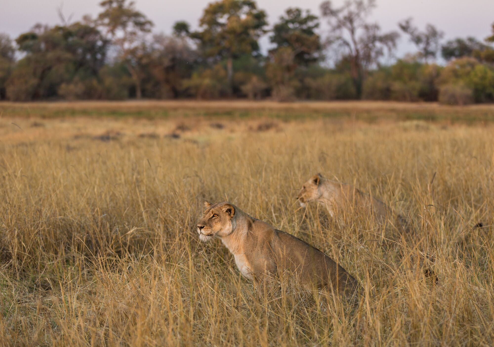 Machaba Camp | Sightings December 2019 | Botswana Safaris