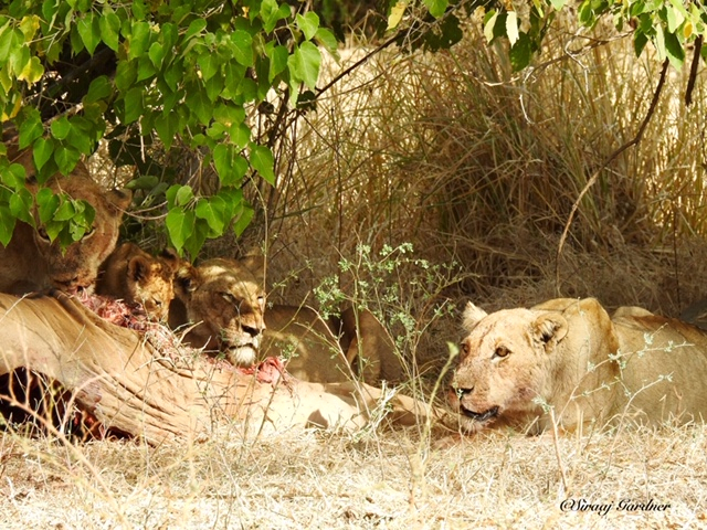 Machaba Zimbabwe Ingwe Pan Sightings July 2020 Lions Machaba Zimbabwe Ingwe Pan Sightings July 2020 Lions