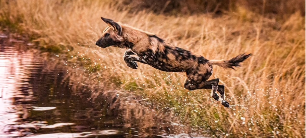 Machaba Camp Wildlife Sightings October 2025 Wild Dog Jumping Into River