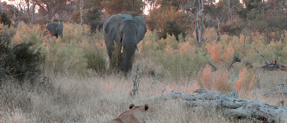 Machaba Botswana Okavango Delta Gomoti Plains Elephant Full Width Sightings May 2020 Machaba Botswana Okavango Delta Gomoti Plains Elephant Full Width Sightings May 2020