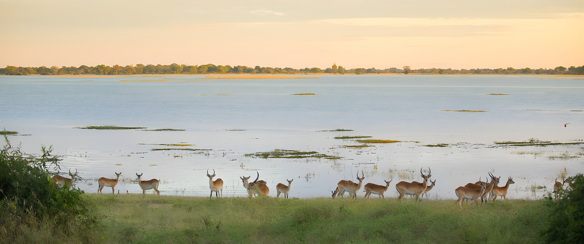 Web Machaba Botswana Destination Wildlife