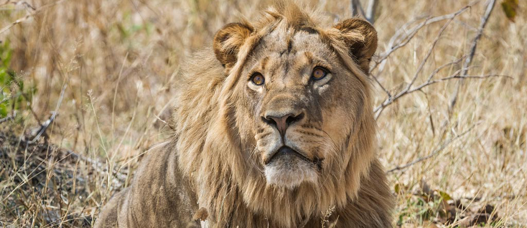 Machaba Verneys Camp Wildlife Sightings May 2026 Subadult Lion