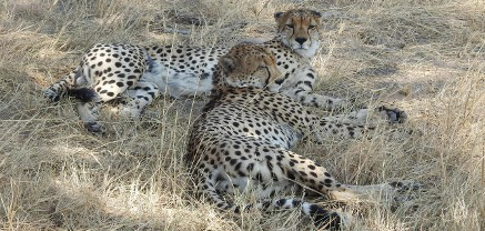 Machaba Monachira Camp Wildlife Sightings February 2026 Cheetah Coalition