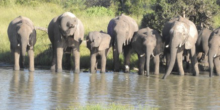 Machaba Monachira Camp Wildlife Sightings February 2026 Breeding Herd Of Elephnats