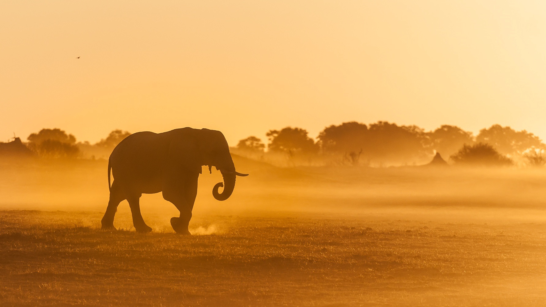 Machaba Kiri Camp Wildlife Sightings February 2025 Banner Elephant Walking Across The Plains Machaba Kiri Camp Wildlife Sightings February 2025 Banner Elephant Walking Across The Plains