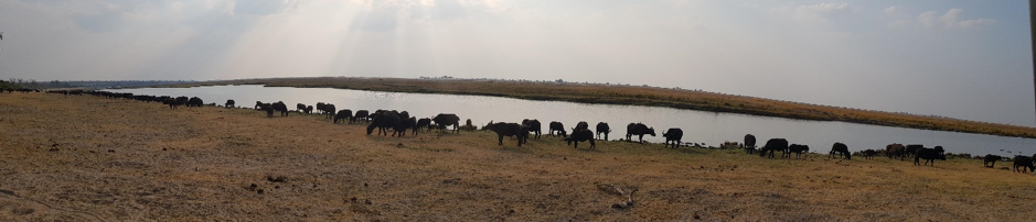 Machaba Botswana Chobe Ngoma Safari Lodge Buffalos Sightings August 2019 Machaba Botswana Chobe Ngoma Safari Lodge Buffalos Sightings August 2019