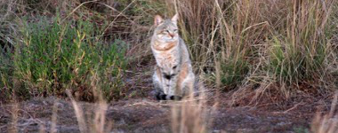 Machaba Gomoti Plains Camp Wildlife Sightings August 2026 African Wildcat