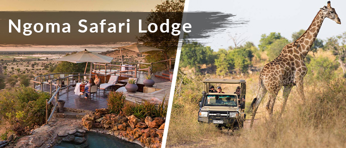 Botswana Resident Rate Special Ngoma Safari Lodge Botswana Resident Rate Special Ngoma Safari Lodge