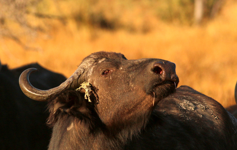 Machaba Botswana Okavango Delta Gomoti Plains Camp Buffalo 1 Sightings July 2018 5 Machaba Botswana Okavango Delta Gomoti Plains Camp Buffalo 1 Sightings July 2018 5