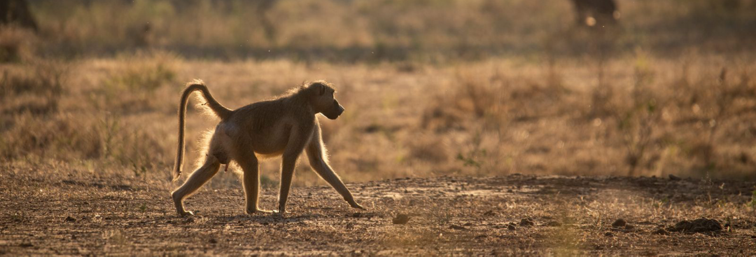 Zimbabwe Mana River Baboon Zimbabwe Mana River Baboon
