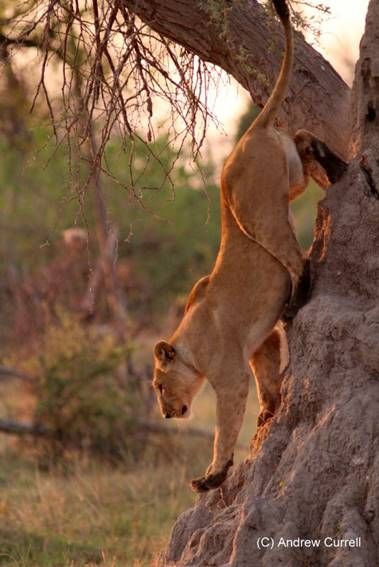 Machaba Botswana Okavango Delta Gomoti Plains Camp Lion Sightings October 2017