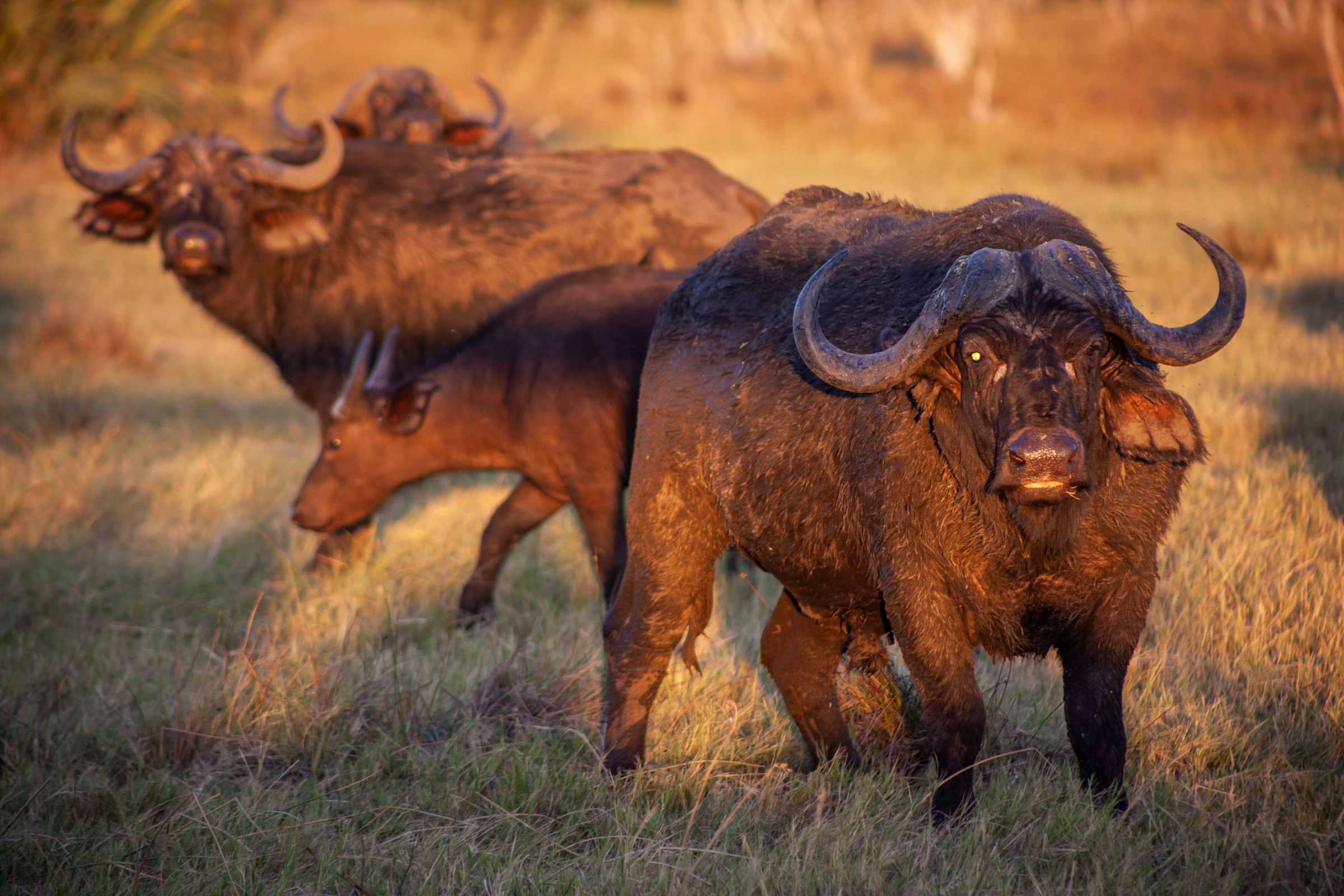 Machaba Gomoti Experience Safari Mvr 028