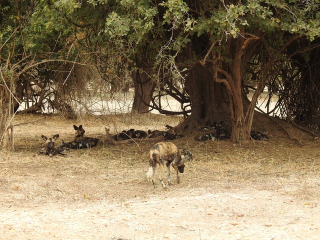 Zimbabwe Mana Pools Ingwe Pan September 2020 Wild Dog Zimbabwe Mana Pools Ingwe Pan September 2020 Wild Dog
