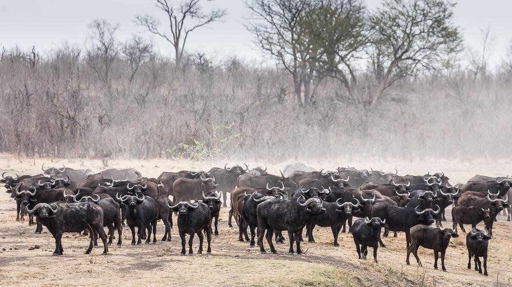 Machaba Safaris Zimbabwe Hwange Deteema Springs Buffalo Machaba Safaris Zimbabwe Hwange Deteema Springs Buffalo