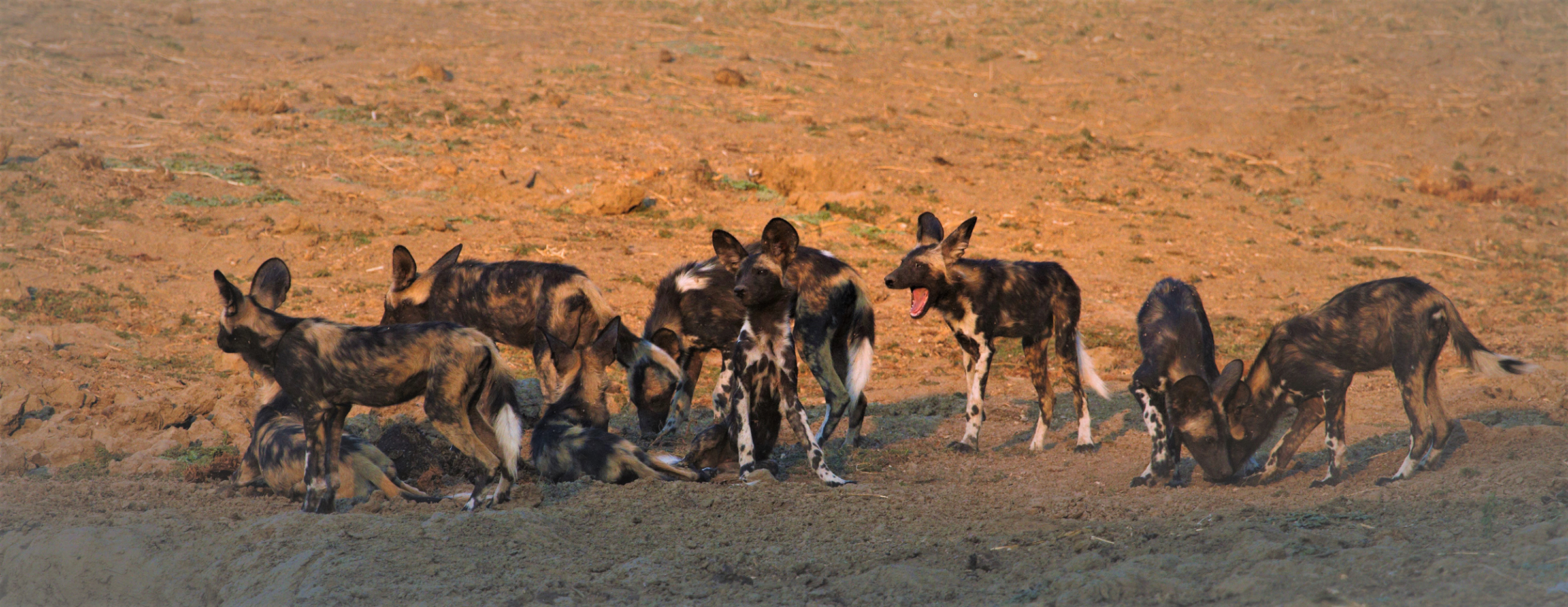 Machaba Safari Packages Mana Pools Package Banner Image Wild Dogs