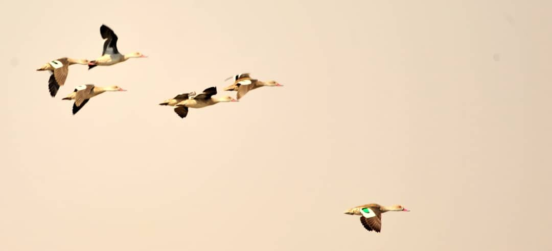 Machaba Zimbabwe Hwange Deteema August Sightings 2020 Birds Banner Image Machaba Zimbabwe Hwange Deteema August Sightings 2020 Birds Banner Image