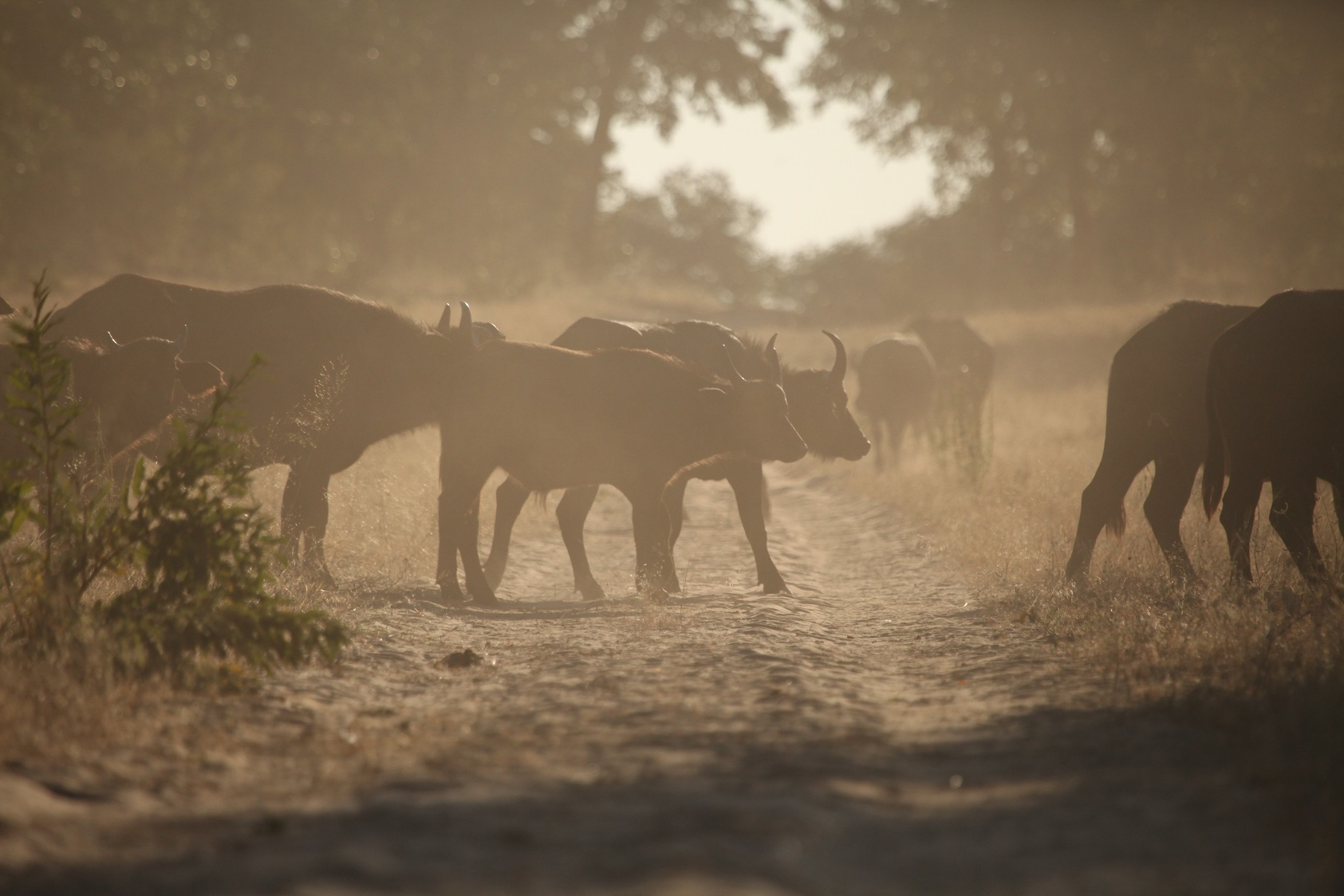 Machaba Botswana Chobe Ngoma Sighting June 2020 Banner Buffalo Herd Machaba Botswana Chobe Ngoma Sighting June 2020 Banner Buffalo Herd