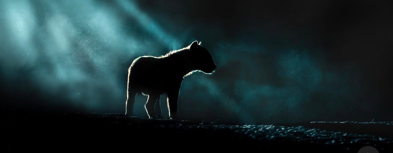 Machaba Deteema Springs Camp Wildlife Sightings April 2026 Banner Hyena Sighting On Night Safari