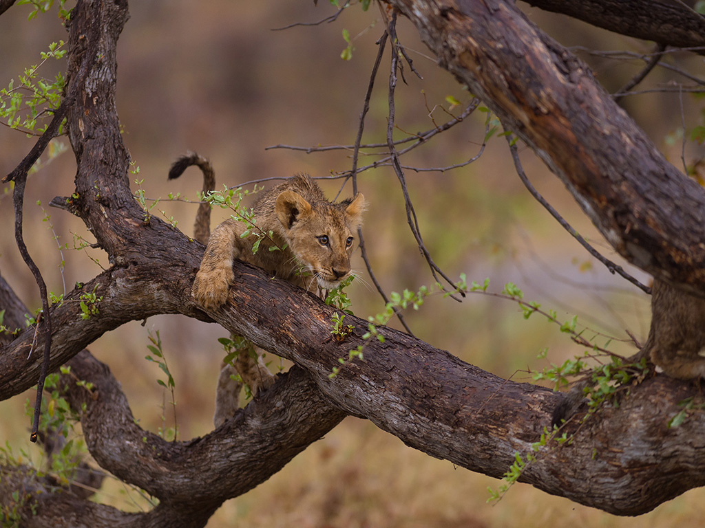 Machaba Camp Botswana Okavango Delta Little Machaba Camp Lion Sightings March 2019