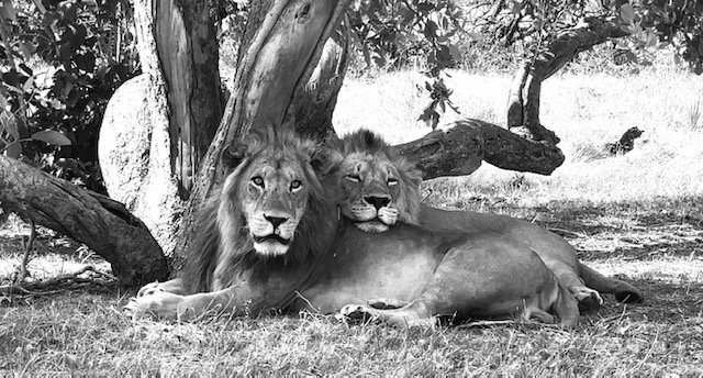 Machaba Safaris Kiri Camp Wildlife Sightings Lions Machaba Safaris Kiri Camp Wildlife Sightings Lions