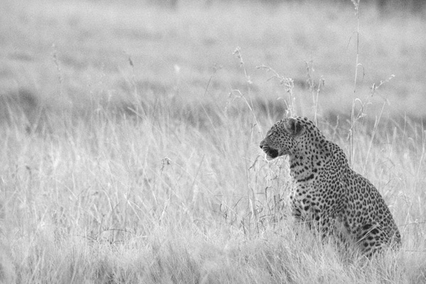 Machaba Botswana Okavango Delta Machaba Leopard Sightings May 2017 Machaba Botswana Okavango Delta Machaba Leopard Sightings May 2017
