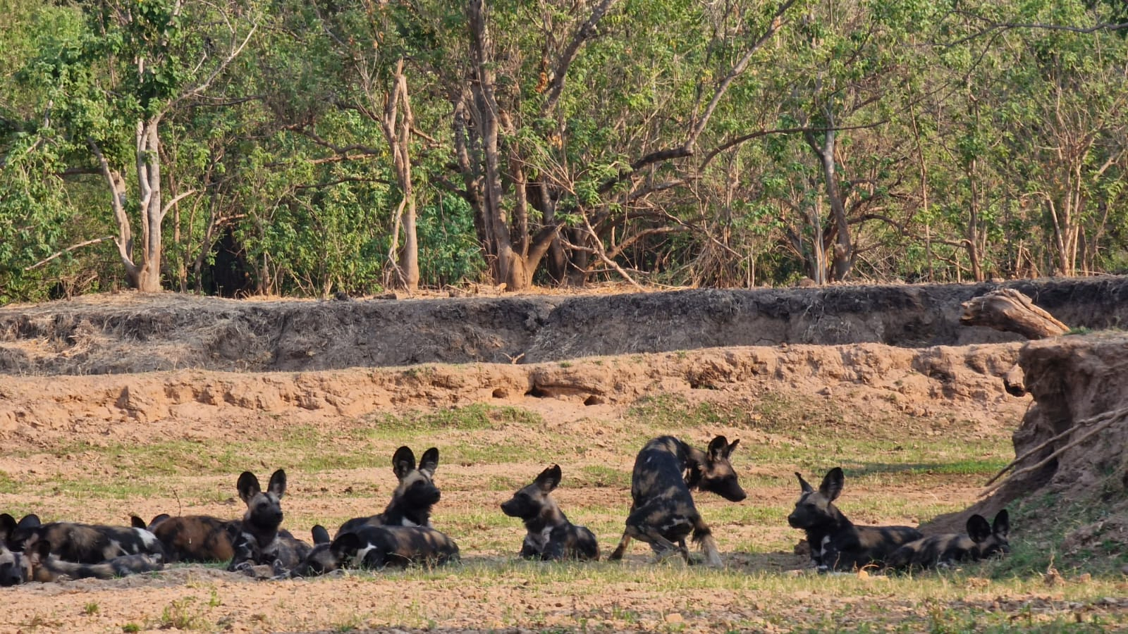 Machaba Safaris Mana River Wildlife Stories Wild Dogs Machaba Safaris Mana River Wildlife Stories Wild Dogs