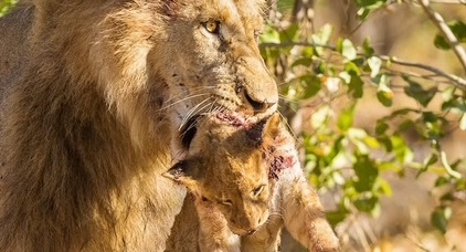 Machaba Machaba Camp Wildlife Sightings August 2025 Lion Feeding On Cub Machaba Machaba Camp Wildlife Sightings August 2025 Lion Feeding On Cub