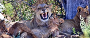 Machaba Gomoti Plains Camp Wildlife Sightings August 2026 Lion Pride
