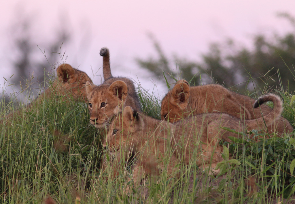 Gomoti Plains | Sightings March 2018 | Botswana Safaris