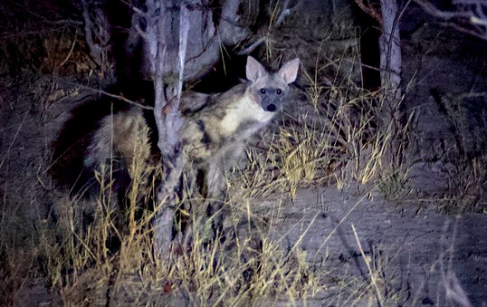 Machaba Botswana Okavango Delta Gomoti Plains Camp Hyena Sightings August 2018