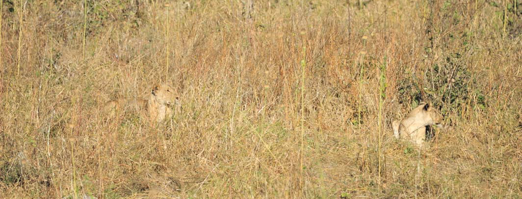 Machaba Deteema Springs Camp Wildlife Sightings April 2026 Lions In Tall Grass