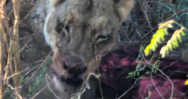 Machaba Ingwe Pan Camp Wildlife Sightings June 2026 Lioness Feeding On Baboon